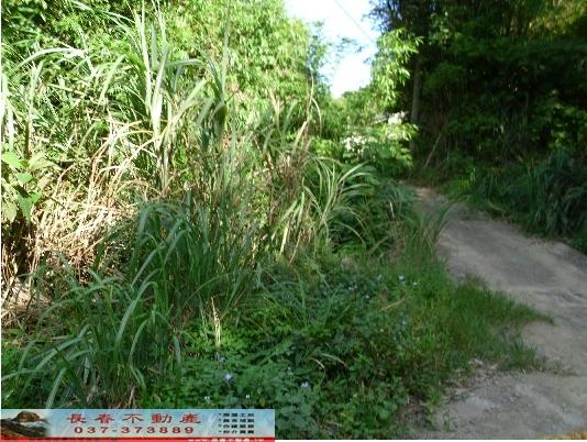 大湖農地-9