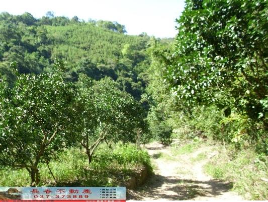 大湖農地-6