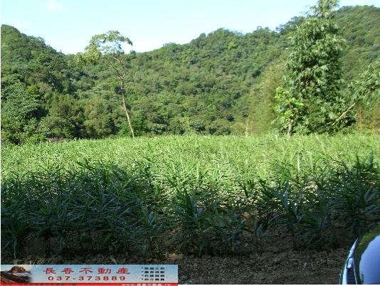 大湖農地-4