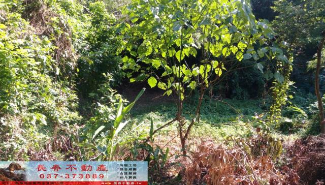 苗栗市農地-2