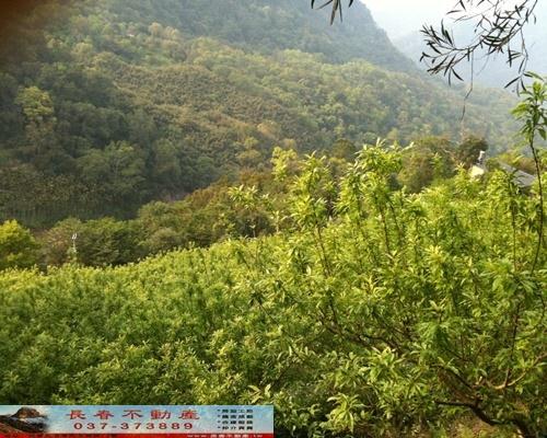 苗栗農地-10