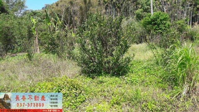 苗栗銅鑼山坡地-3
