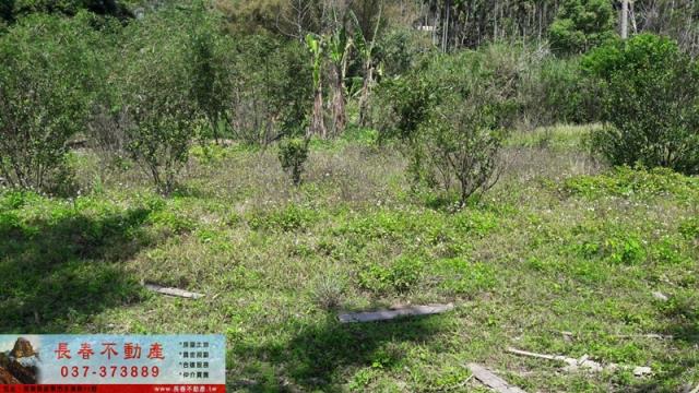 苗栗銅鑼山坡地-6