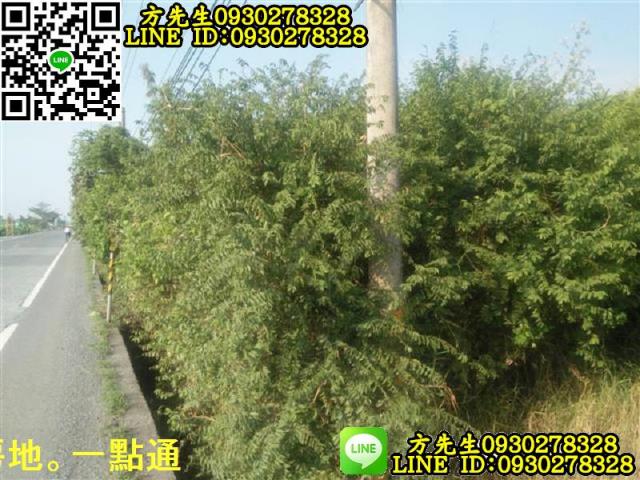 新埤農地-3