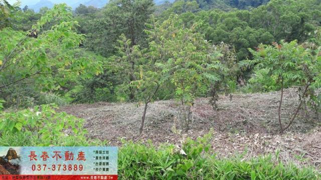 苗栗大湖農地-3