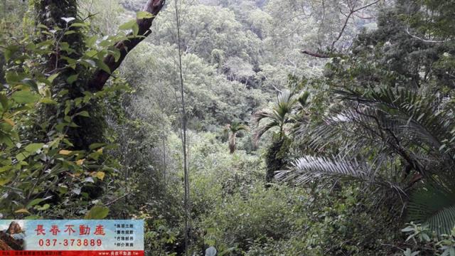 苗栗大湖農地-4