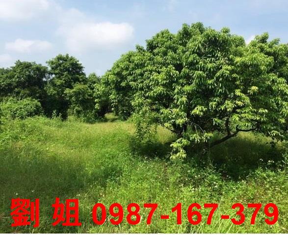 內門農地-2