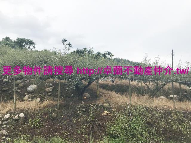 卓蘭農地-3