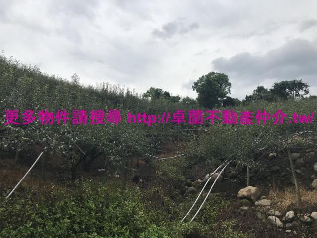 卓蘭農地-5