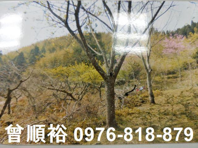 五峰農地-2