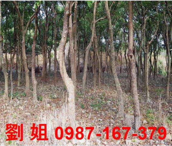 高雄農地-3