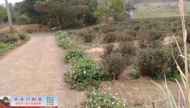 苗栗市農地-3