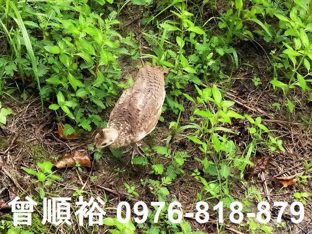 新竹農地-8
