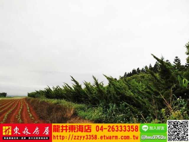 台中沙鹿山坡地-4