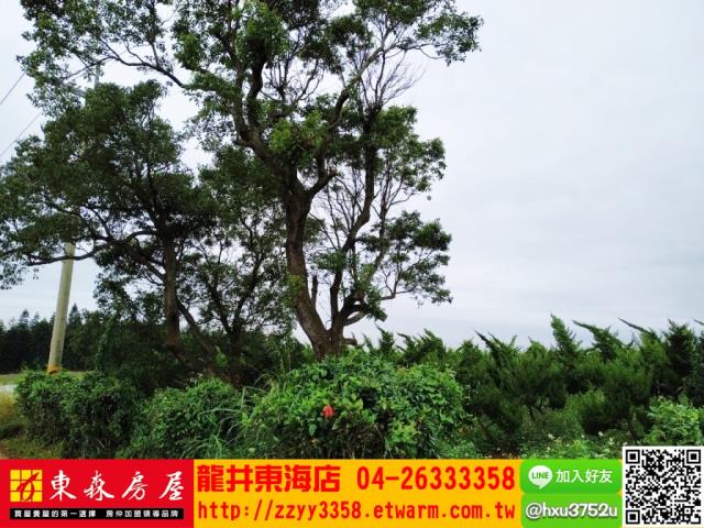 台中沙鹿山坡地-7