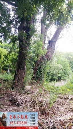 苗栗大湖農地-4