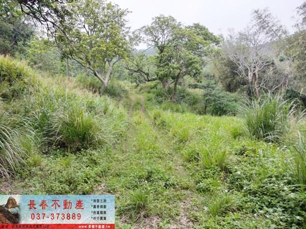 苗栗西湖農地-1