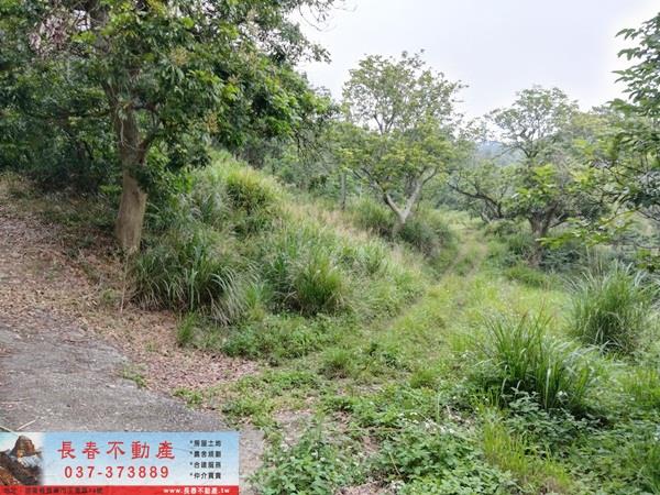 苗栗西湖農地-2