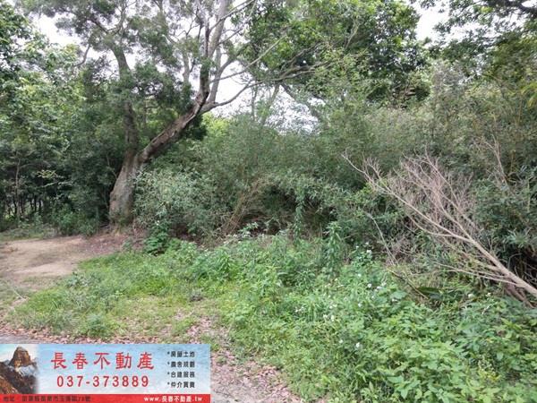 苗栗西湖農地-3