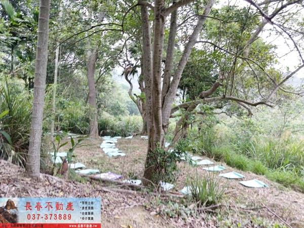 苗栗西湖農地-5