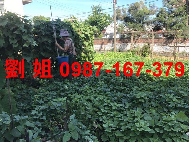高雄仁武農地-1