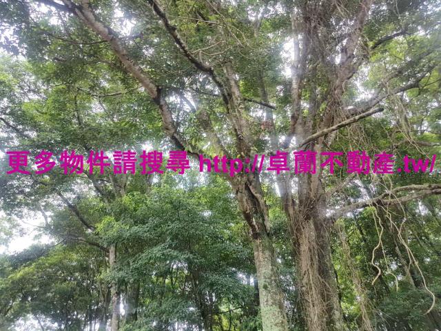 苗栗卓蘭農地-10