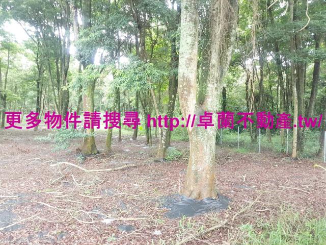 苗栗卓蘭農地-7