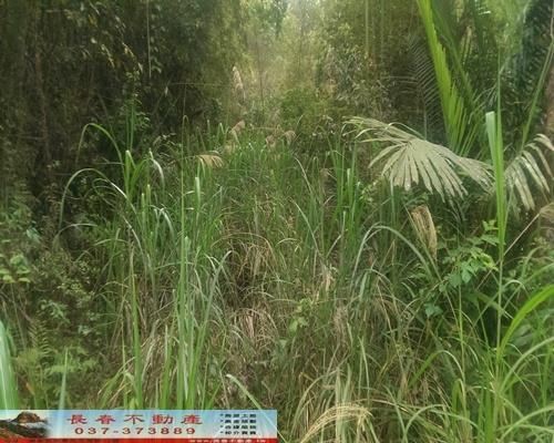 苗栗獅潭農地-1