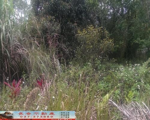 苗栗獅潭農地-3