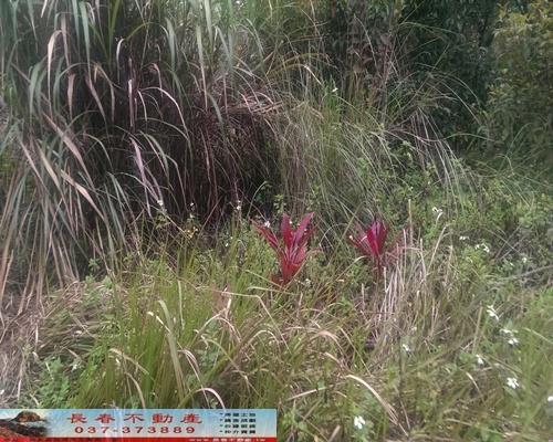 苗栗獅潭農地-4