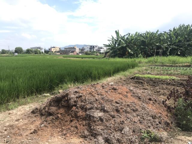外埔農地-3