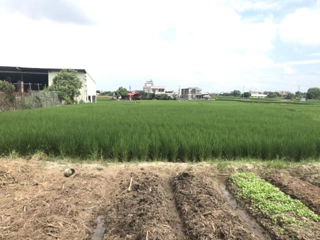 外埔農地-4