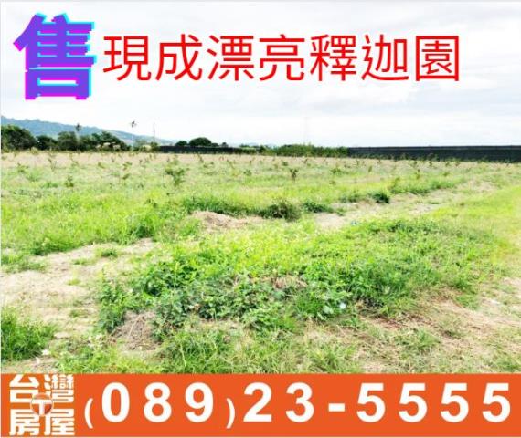現成漂亮釋迦園