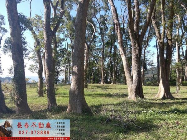 苗栗農地-3