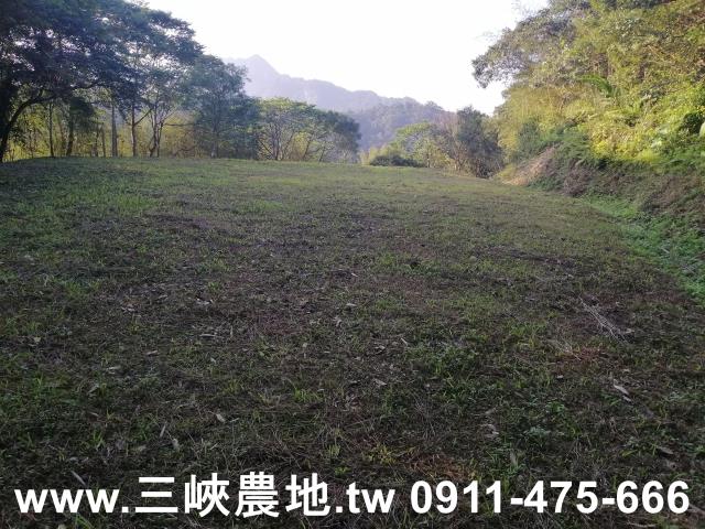 新北三峽農地-4