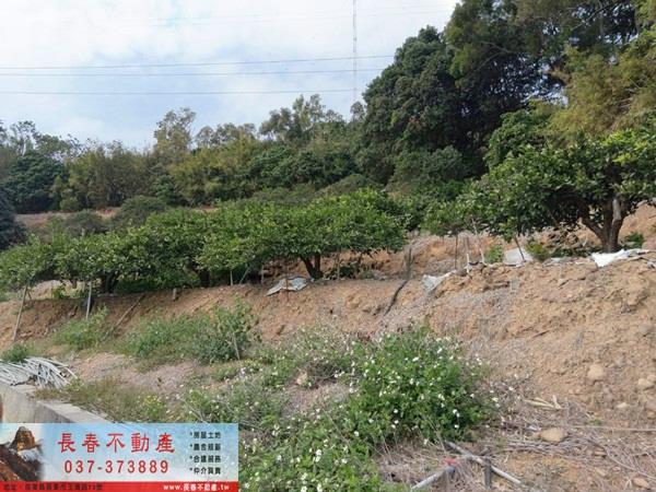 苗栗農地-9