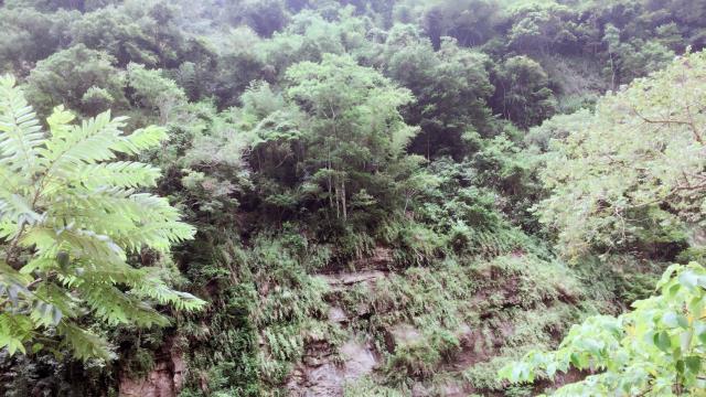苗栗林地-5