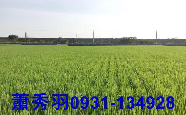 大甲農地-2