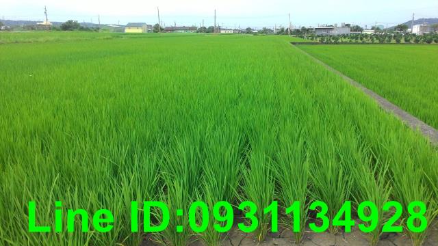 苗栗苑裡農地-1
