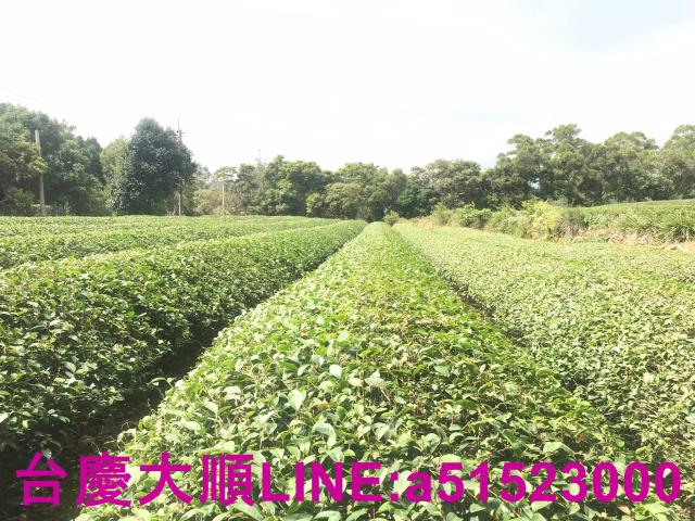 新竹農地-1