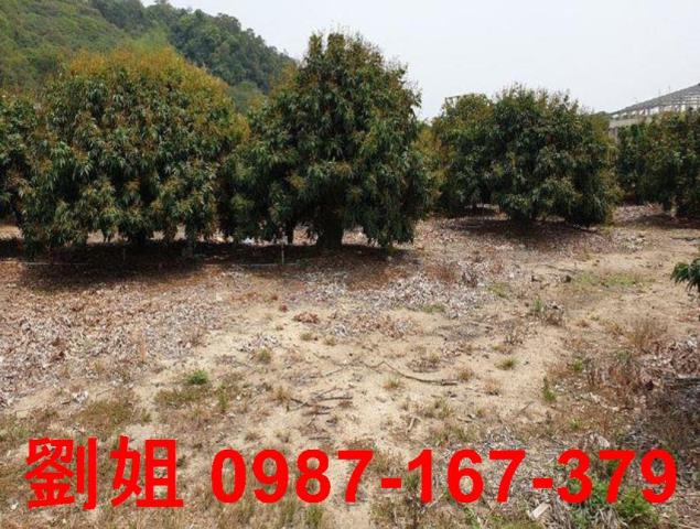 大樹農地-1