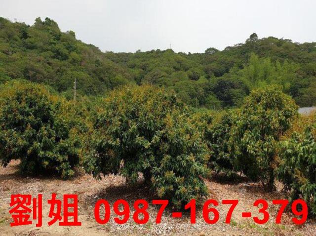 大樹農地-2