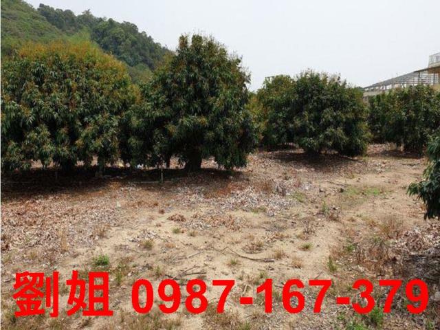 大樹農地-3
