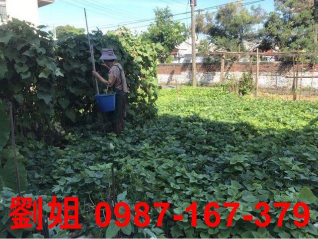 仁武農地-1