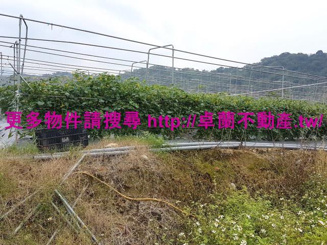 苗栗卓蘭農地-8