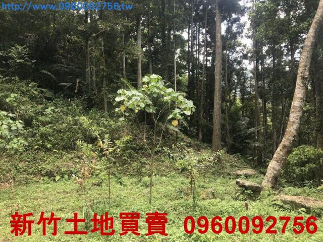 尖石農地-14