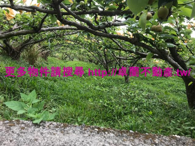 苗栗卓蘭農地-6