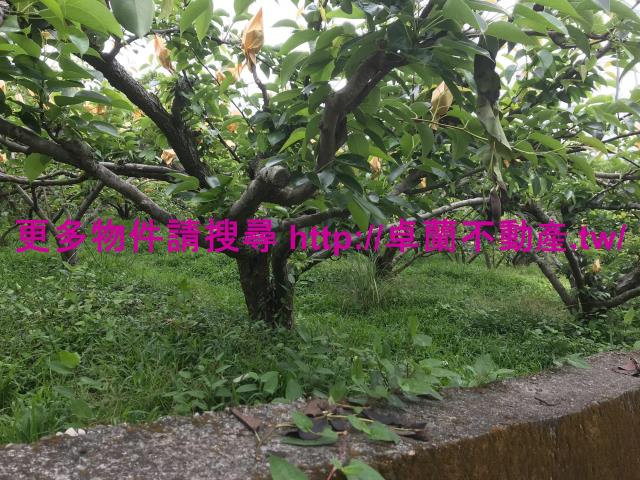 苗栗卓蘭農地-7