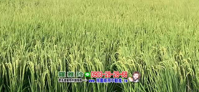 桃園大園農地-3