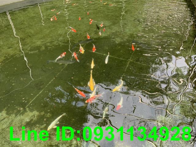 台中后里農地-5